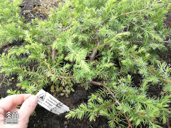 Juniperus conferta   'Schlager'